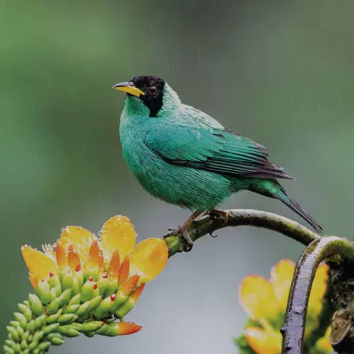 Ecuador Birdwatching