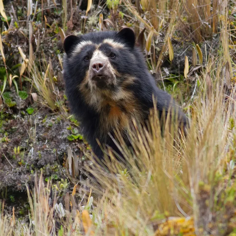 Ecuador wildlife tours