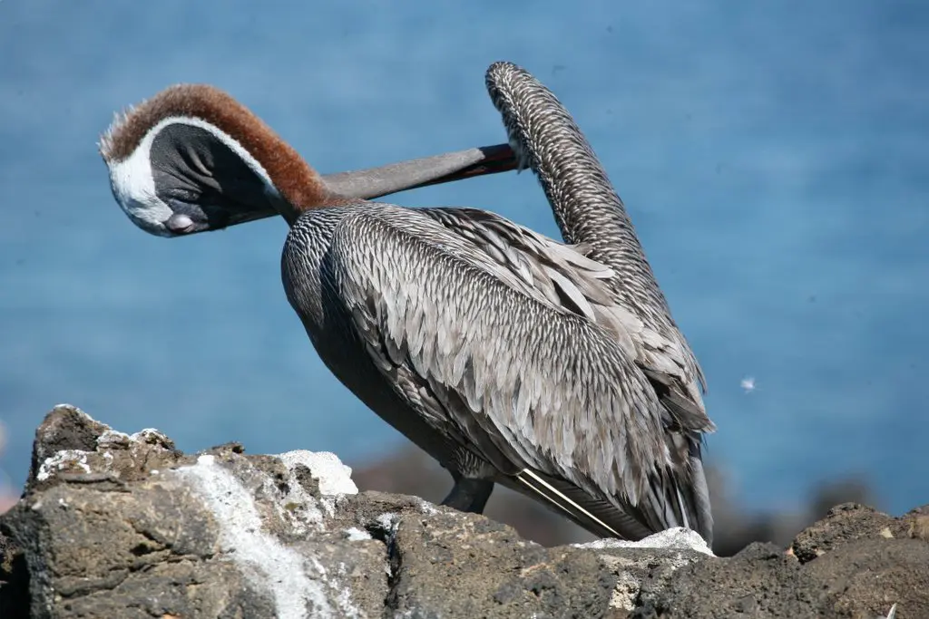 Galapagos pelican.webp