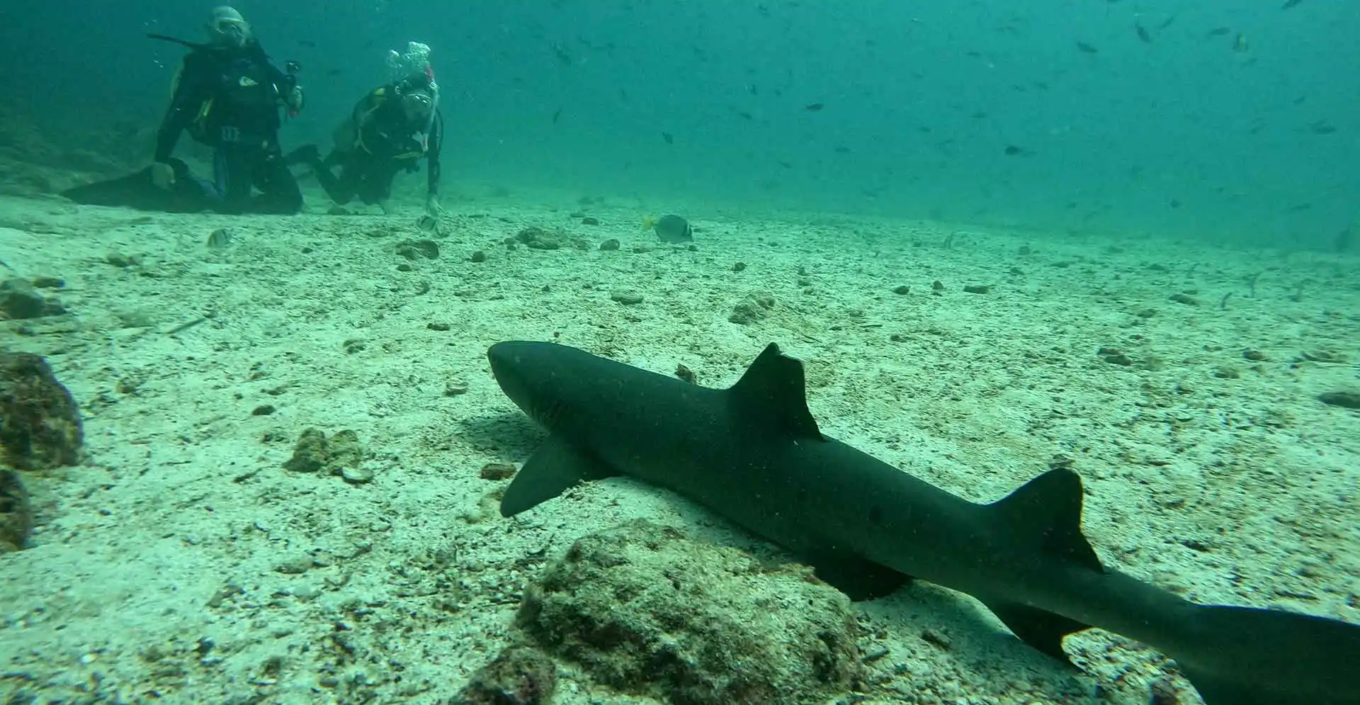galapagos-sea-star-paralax_01