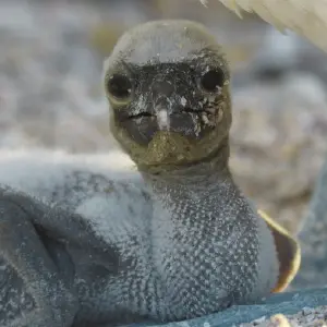 Galaxy orion itinerary 06