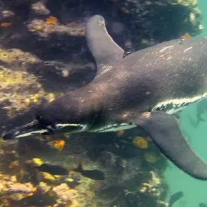 Galaxy orion itinerary 11