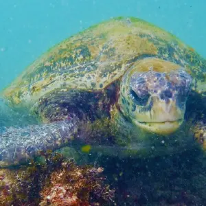 Galaxy orion itinerary 12