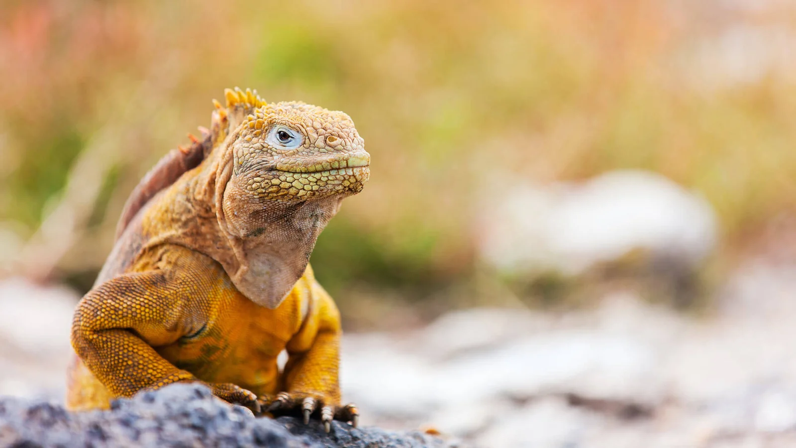 Land iguana, Galapagos