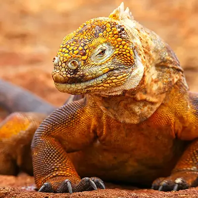 M/Y Grand Queen Beatriz itinerary