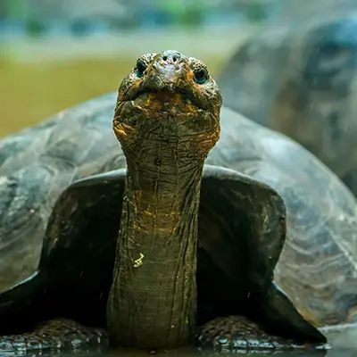 M/Y Grand Queen Beatriz itinerary