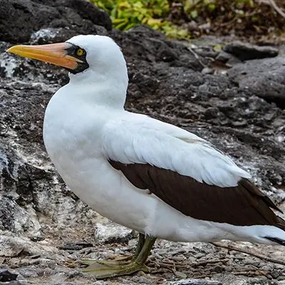 M/Y Grand Queen Beatriz itinerary