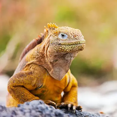 M/Y Grand Queen Beatriz itinerary