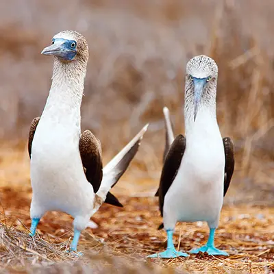 M/Y Grand Queen Beatriz itinerary