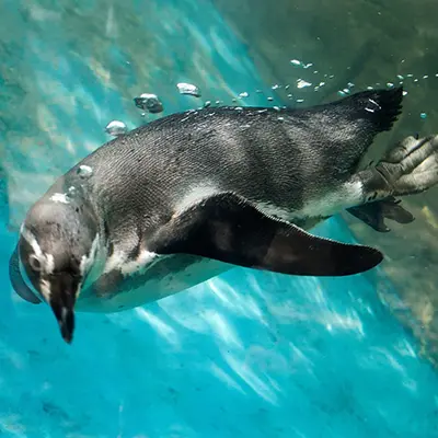 M/Y Grand Queen Beatriz itinerary