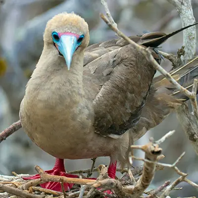 M/Y Grand Queen Beatriz itinerary