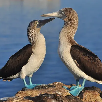 M/Y Grand Queen Beatriz itinerary