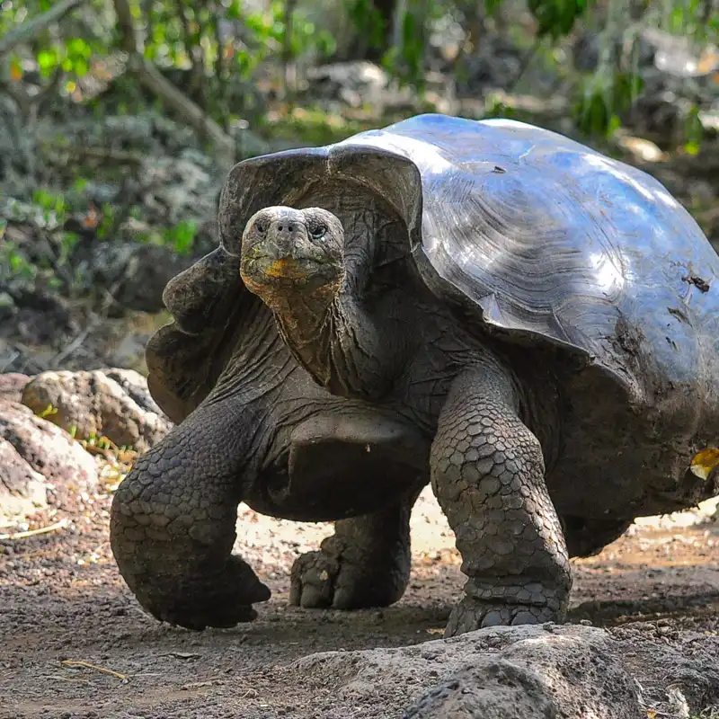 Galapagos tours