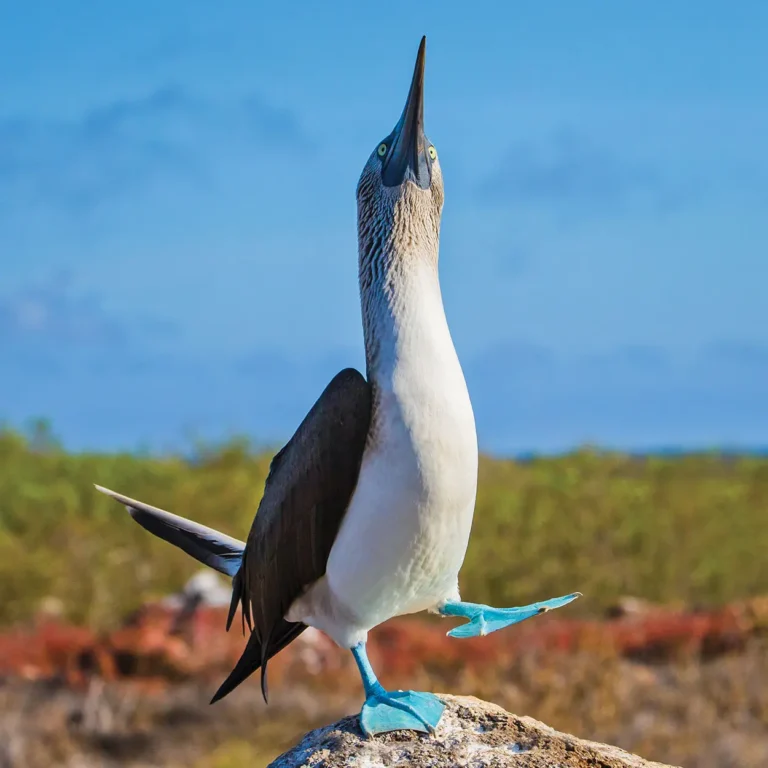 Galapagos Boobie