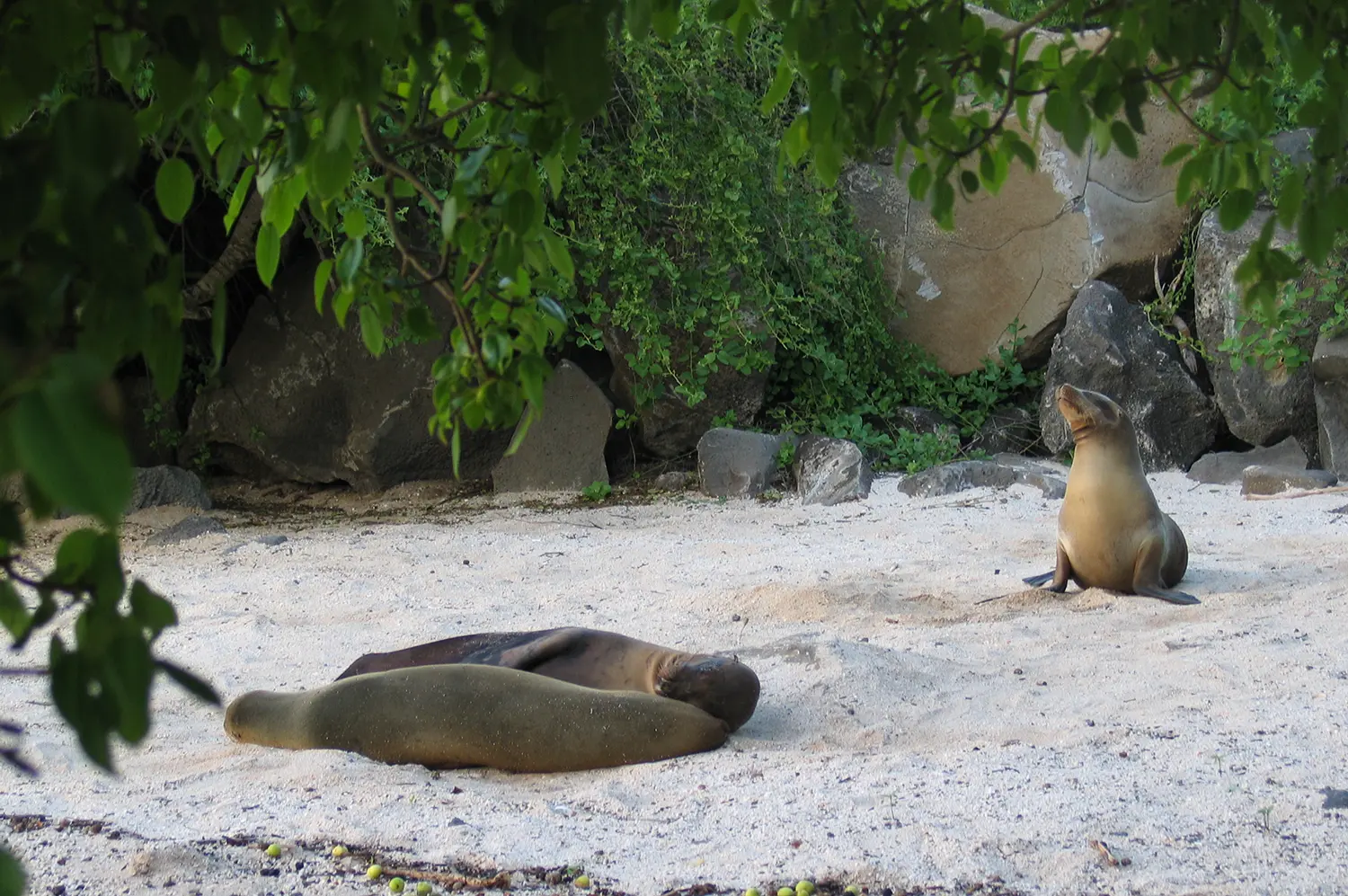 Galapagos sea lions
