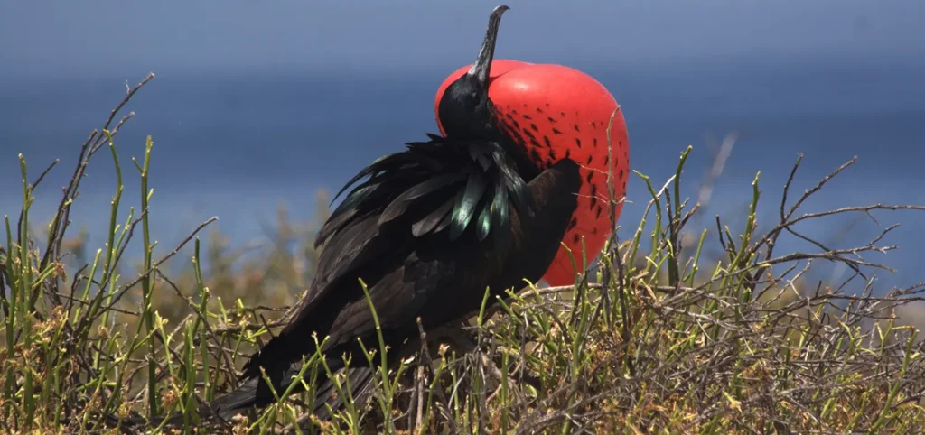 Fregata, Galapagos