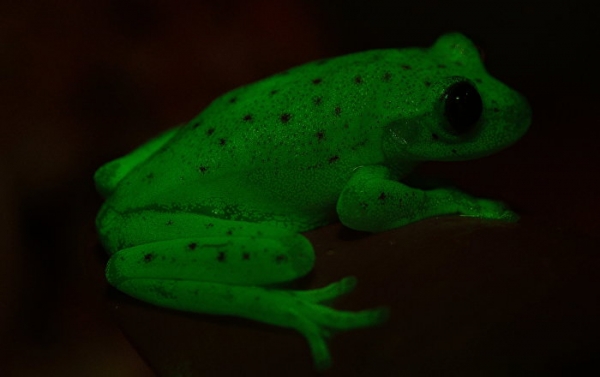 Polka dot tree frog